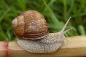 C:\Users\Acer\Downloads\275px-Helix_pomatia_89a.jpg